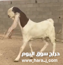 للبيع تيس هولندي فاخر