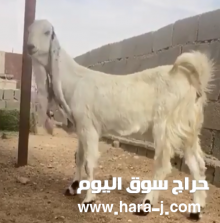 جفر هولنديه فاخره